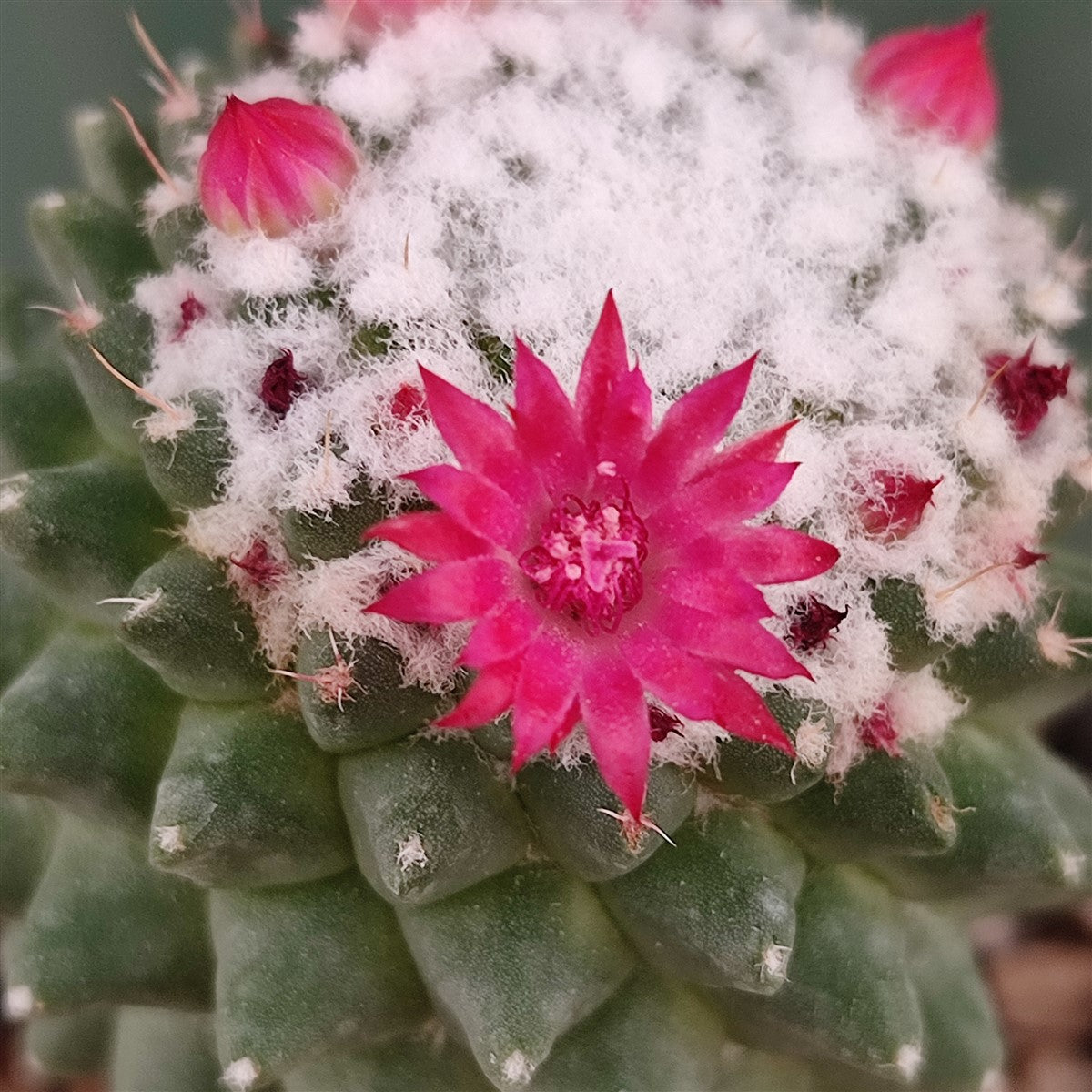 Mammillaria polythele - mammillaria (Pot 10 cm)