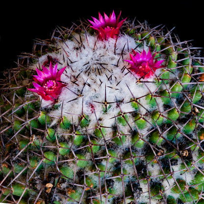 Mammillaria polythele - mammillaria SET 3 PLANTS (Alveolino)