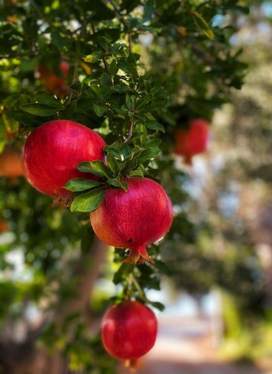 Punica granatum cv. "nana" - melograno nano (10 piante a radice nuda)