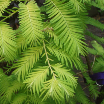 Metasequoia glyptostroboides - abete d'acqua (10 piante a radice nuda)