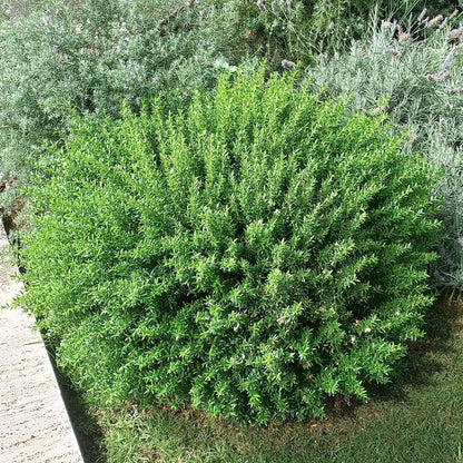 40x Myrtus communis var. microphylla - mirto nano (Offerta 40 Alveoli forestali)