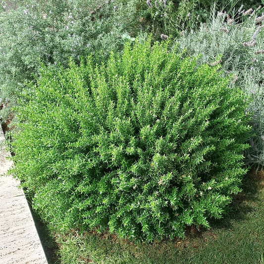 Myrtus communis var. microphylla - dwarf myrtle (forest honeycomb)