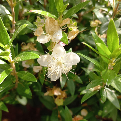40x Myrtus communis var. microphylla - mirto nano (Offerta 40 Alveoli forestali)