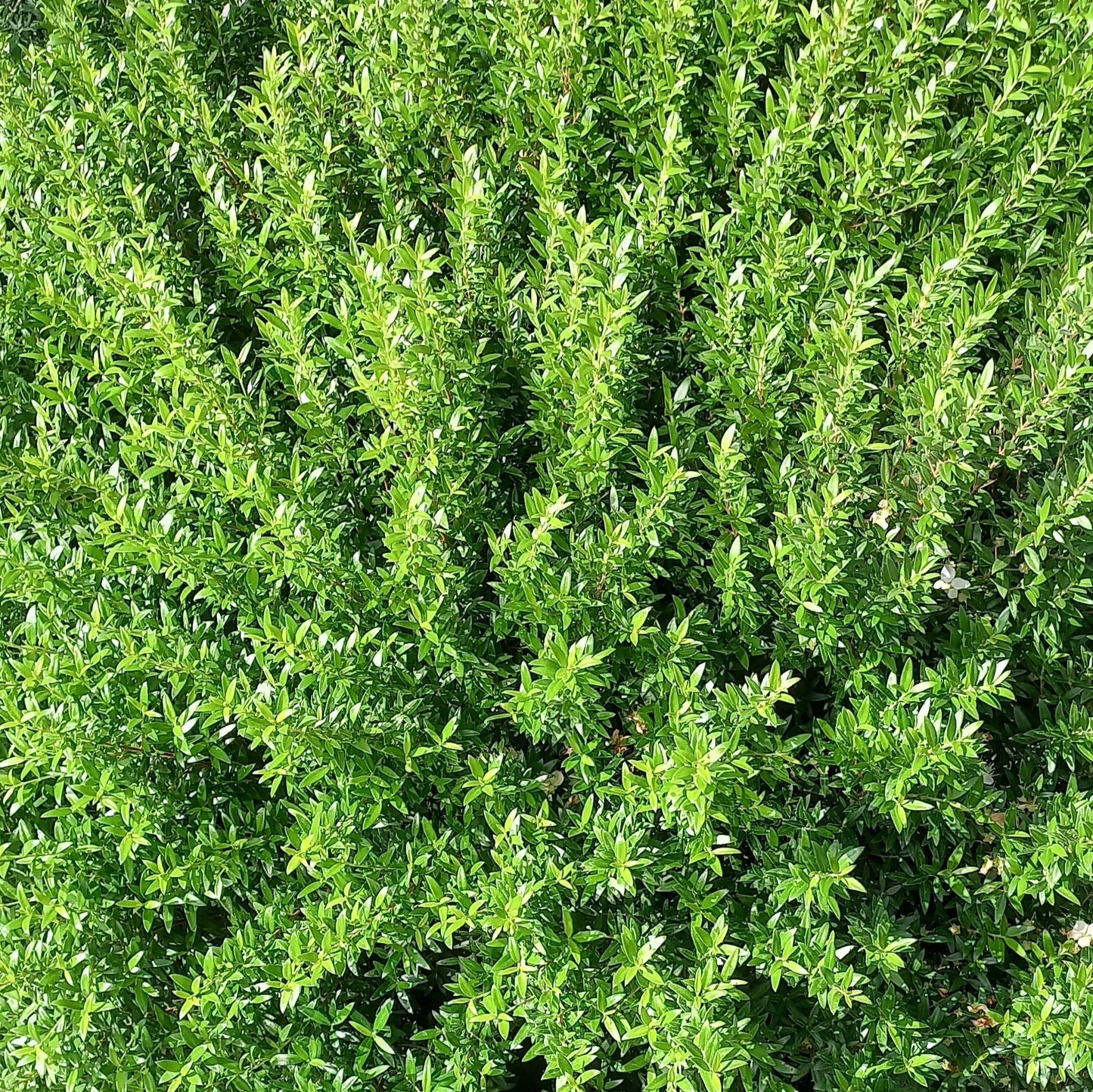 40x Myrtus communis var. microphylla - mirto nano (Offerta 40 Alveoli forestali)