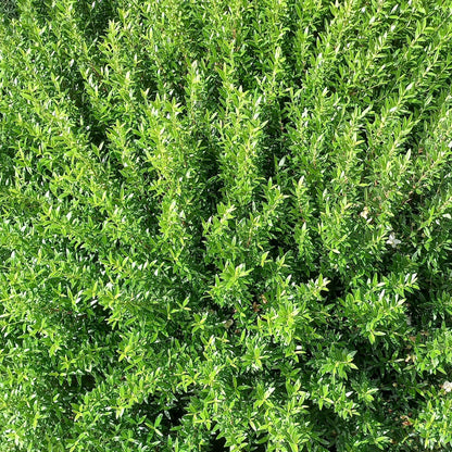 40x Myrtus communis var. microphylla - mirto nano (Offerta 40 Alveoli forestali)