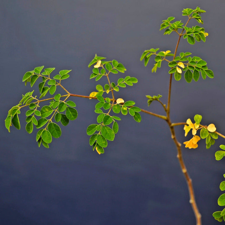 moringa oleifera foglie
