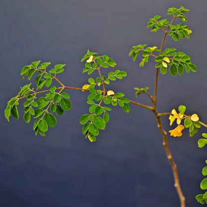 moringa oleifera foglie