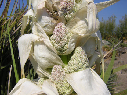 Nolina (syn. Beaucarnea) longifolia - smoke-eating plant (Square vase 7x7x10 cm)
