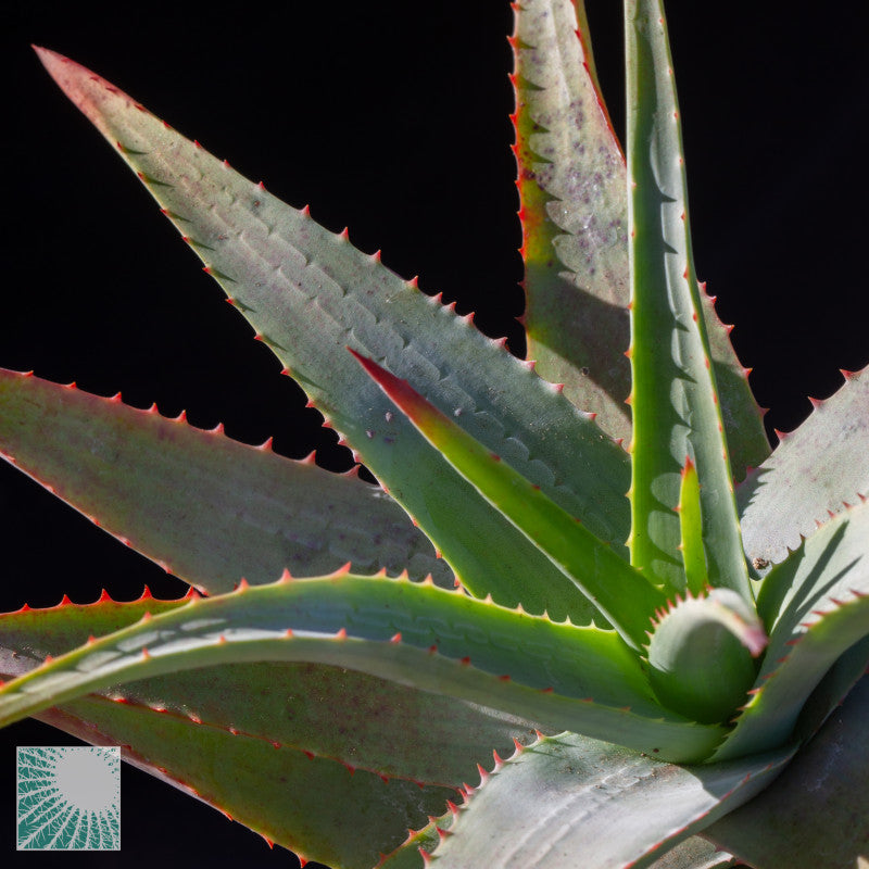 Aloe striata - aloe corallina (Vaso quadro 7x7x10 cm)