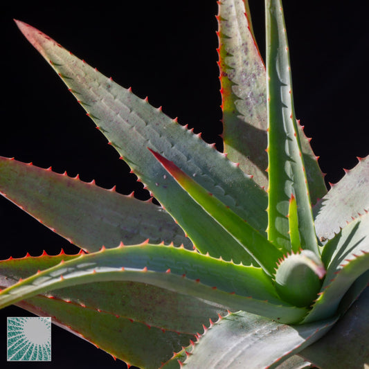 Aloe striata - coral aloe (Square vase 7x7x10 cm)