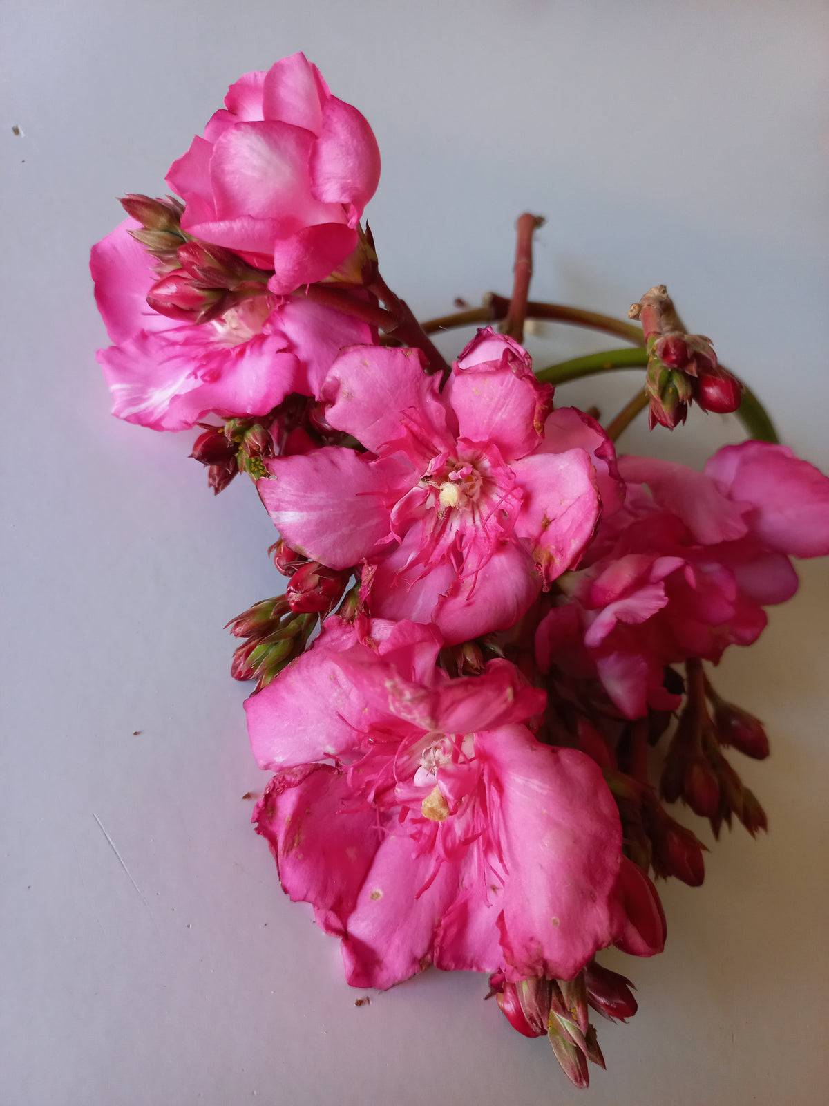 Nerium oleander "rosa doppio" - oleandro (Vaso quadro 12x12x20 cm)