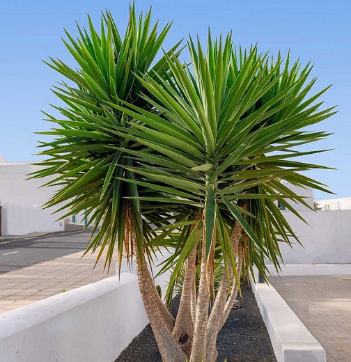 Yucca aloifolia - Baionetta Spagnola (Talea)