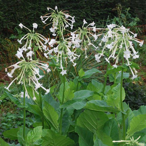 Nicotiana tabacum - tobacco (1 pack of seeds)