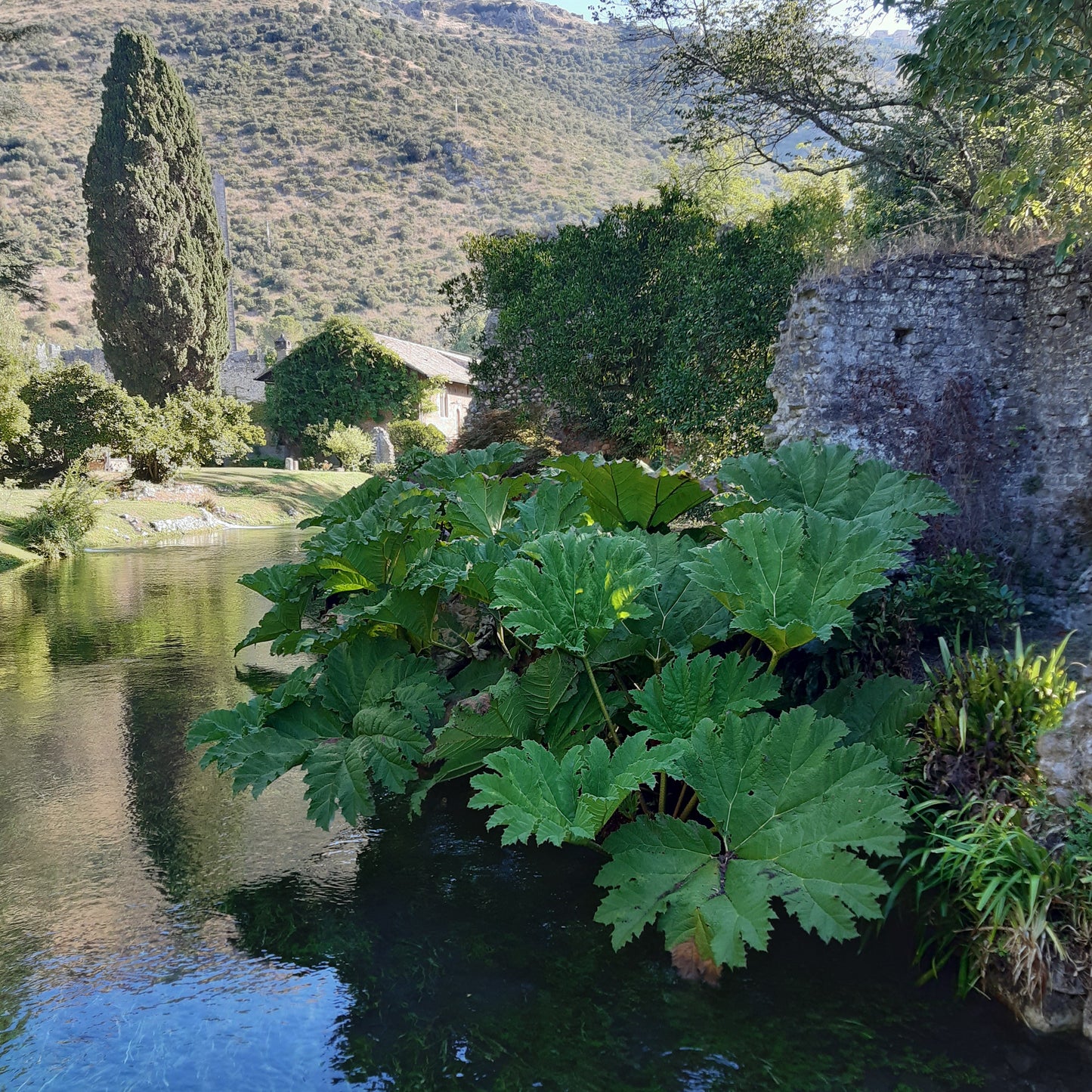 Gunnera manicata - Pianta dei dinosauri (Vaso quadro 7x7x8 cm)