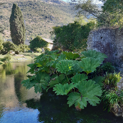 Gunnera manicata - pianta dei dinosauri - Semi 0,2gr