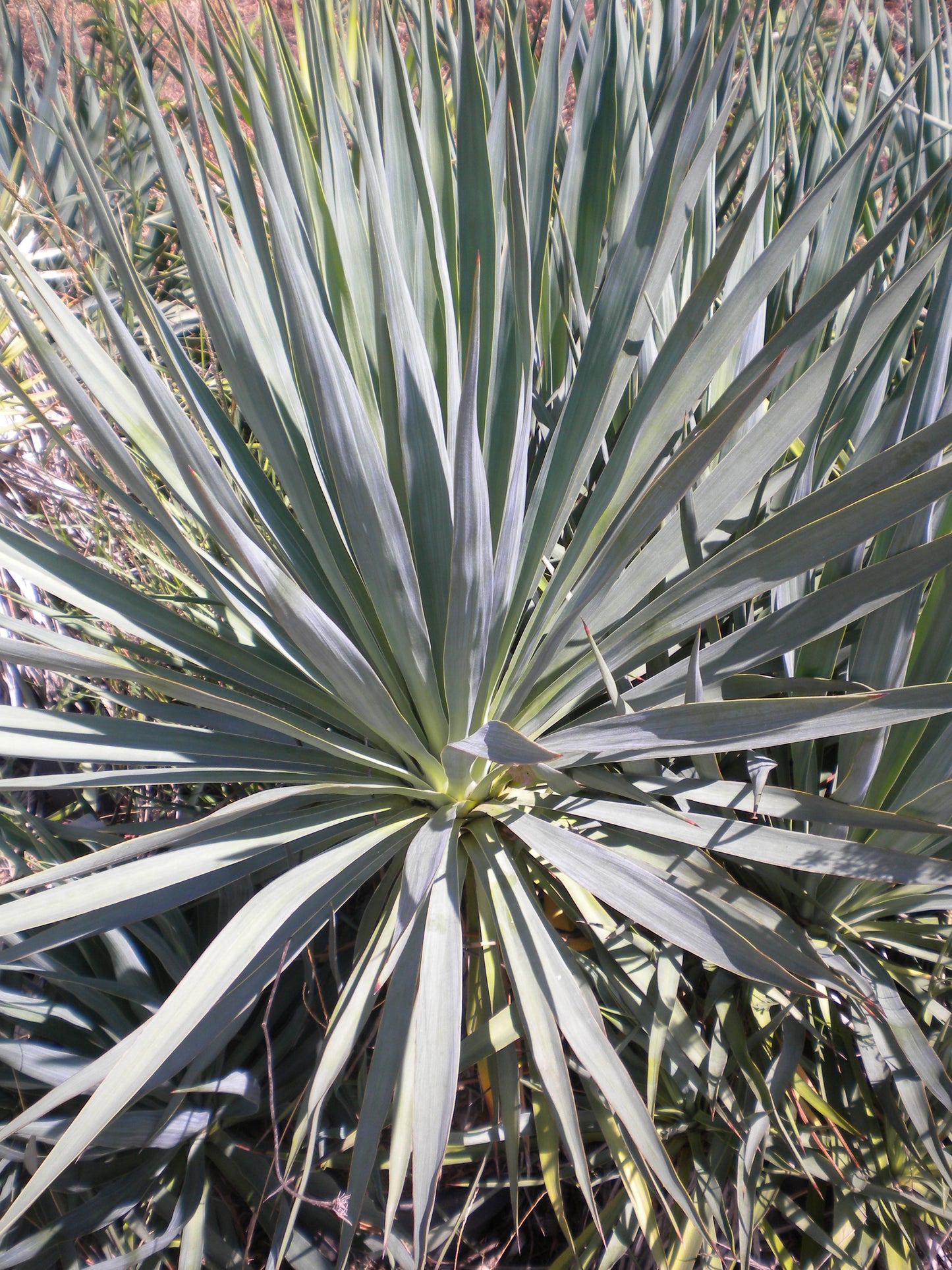 Yucca gloriosa - (1 cutting)