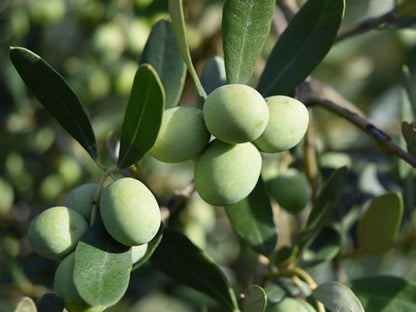 Olea europaea cv "cipressino" - bonsai olive tree (16 cm pot)