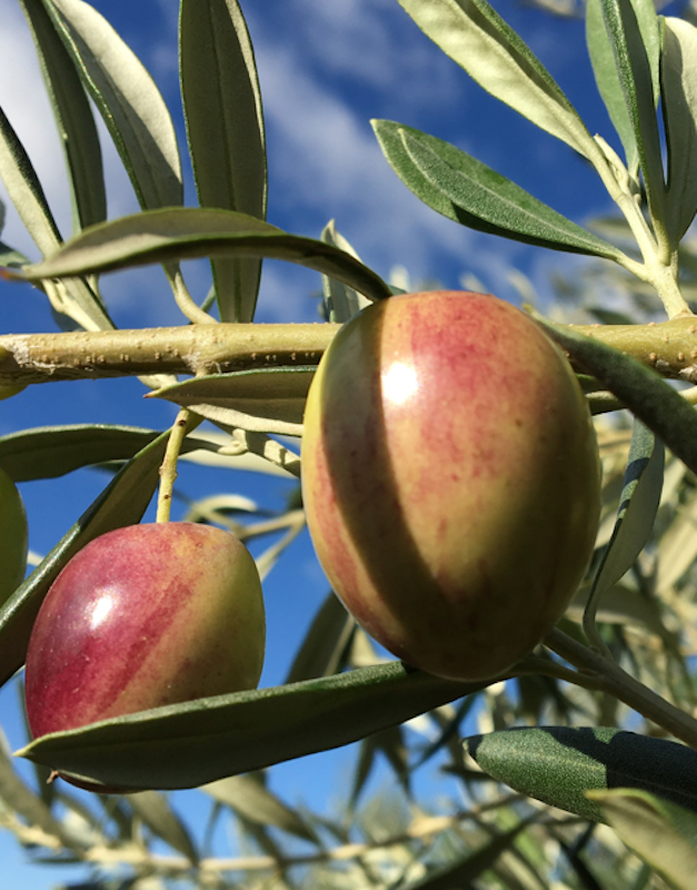 Olea europaea cv "Ascolana tenera" - olive tree (Fitocella)