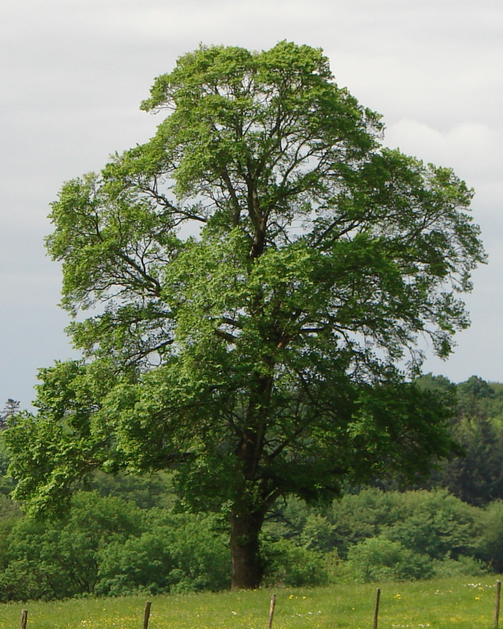 Ulmus minor - field elm (18 cm vase)