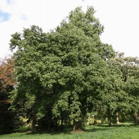 Alnus Cordata - Neapolitan Alder (Offer 40 Forest Cells)