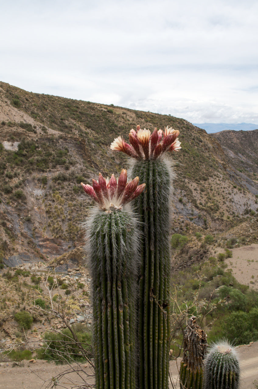 Trichocereus bertramianus (syn. Echinopsis) - mountain cactus MDB4 Cerro Bomanche of Bolivia (30 seeds)