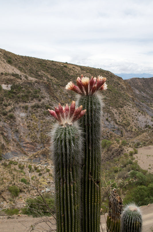 Trichocereus bertramianus (syn. Echinopsis) - mountain cactus MDB4 Cerro Bomanche of Bolivia (Square vase 7x7x10 cm)