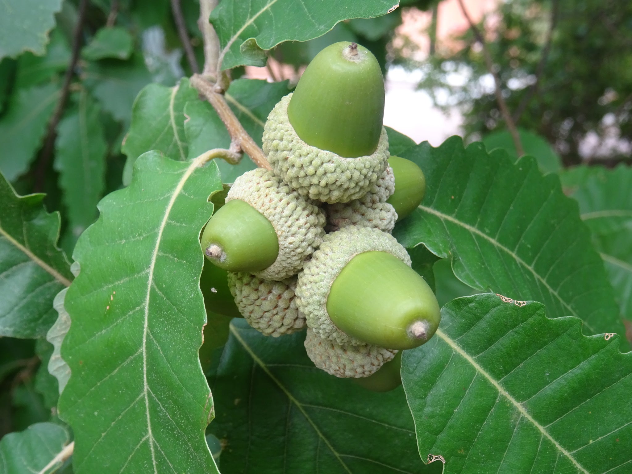 Quercus canariensis - quercia dell'Algeria (Alveolo forestale) – Vivai ...