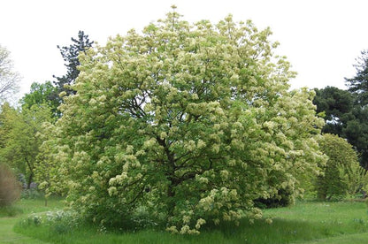 Fraxinus ornus - flowering ash (Square vase 9x9x20 cm)