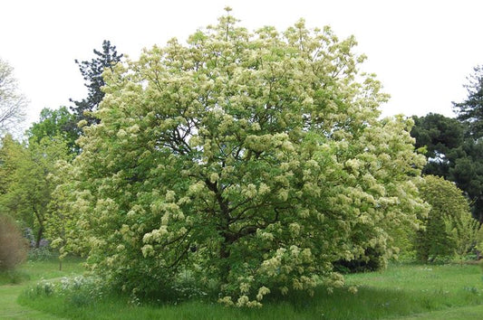 Fraxinus ornus - flowering ash (forest alveolus)