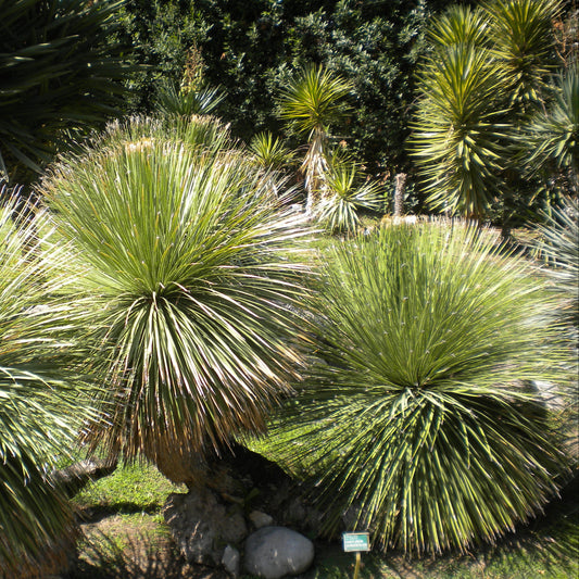 Dasylirion serratifolium - dasilirio (Task 37 cm)