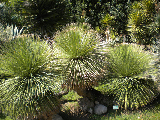 Dasylirion serratifolium - dasilirio (Square vase 7x7x8 cm)