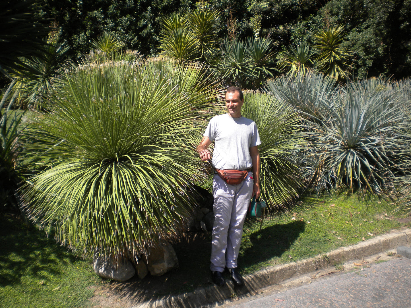 Dasylirion serratifolium - dasilirio (Square vase 7x7x8 cm)