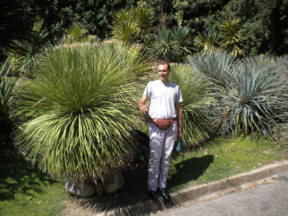 Dasylirion serratifolium - dasilirio (Square vase 7x7x8 cm)