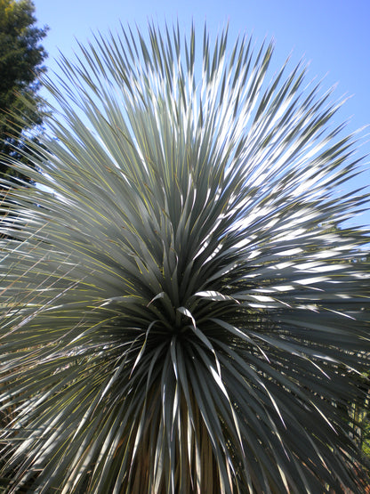 Yucca Rostrata - Blue Yucca (Square Vase 7X7X10 Cm)