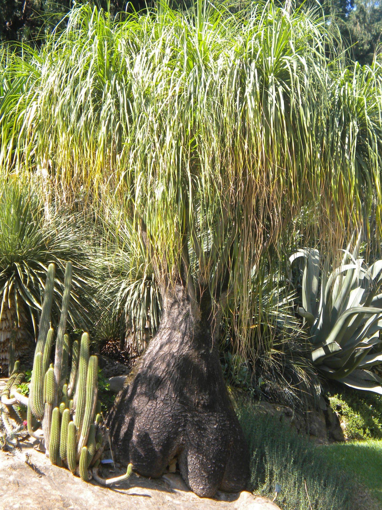 Beaucarnea (sin. Nolina) recurvata - pianta mangiafumo (Vaso quadro 7x7x10 cm)