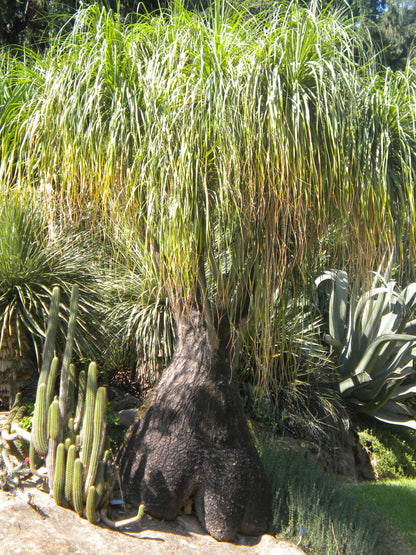 Beaucarnea (sin. Nolina) recurvata - pianta mangiafumo (Vaso quadro 7x7x10 cm)