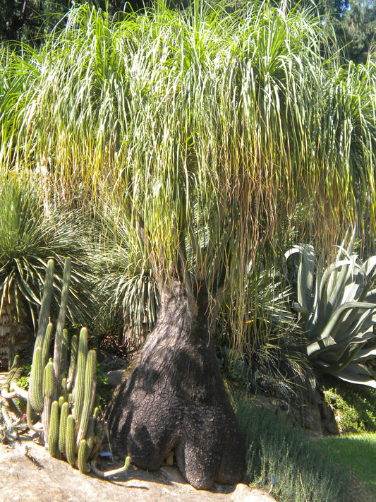 Beaucarnea (sin. Nolina) recurvata - pianta mangiafumo (Vaso quadro 7x7x10 cm)