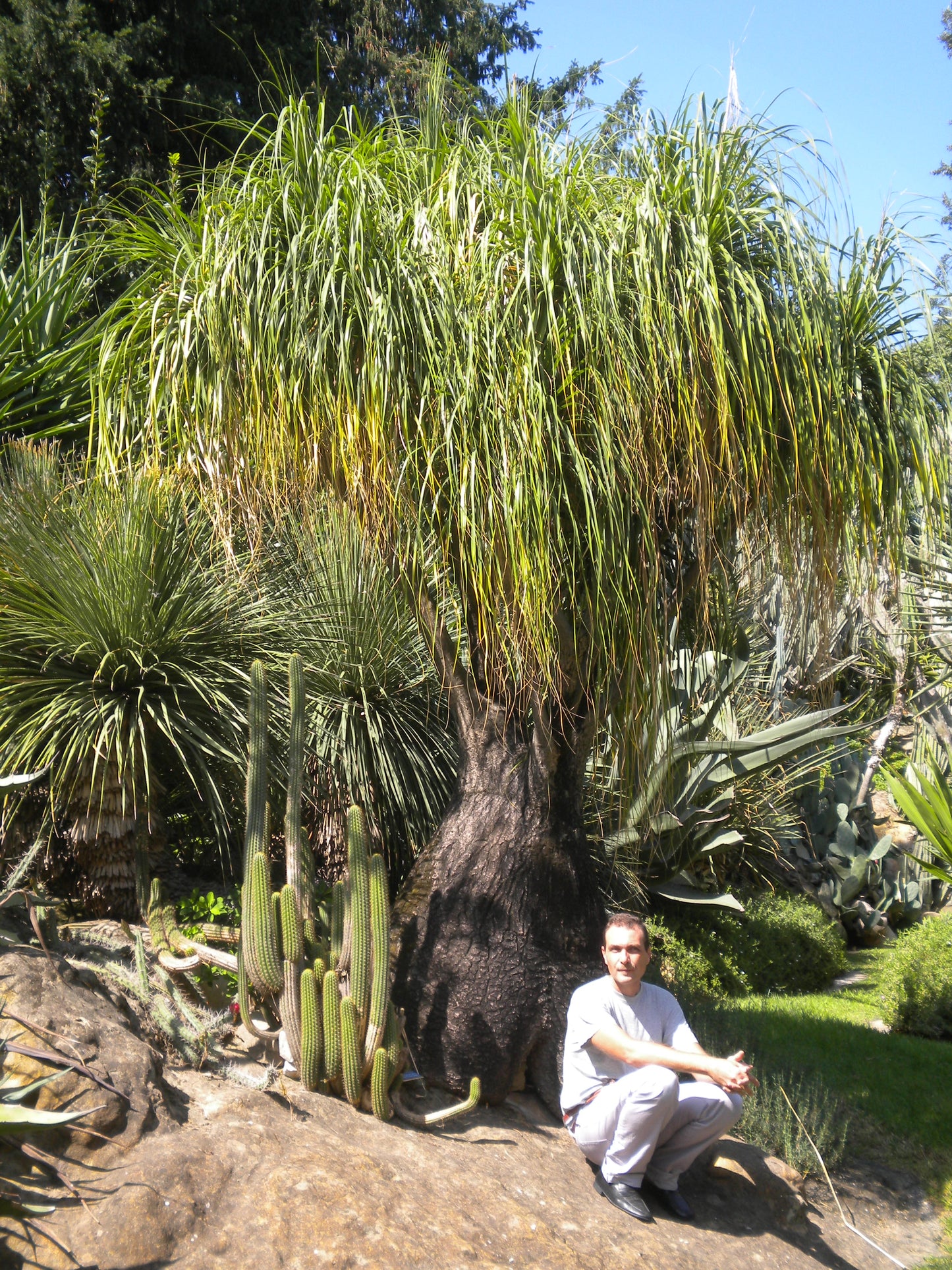 Beaucarnea (sin. Nolina) recurvata - pianta mangiafumo (Vaso quadro 7x7x10 cm)
