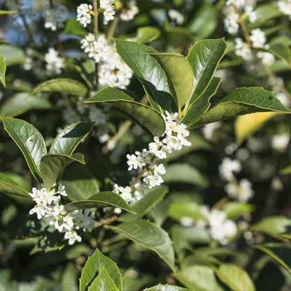 Osmanthus aquifolium - Holly Osmanthus (Square pot 9x9x20 cm)