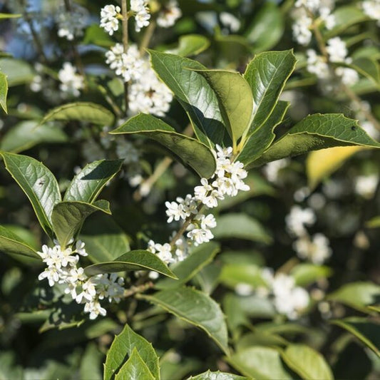 Osmanthus aquifolium - Osmanto agrifoglio (Vaso quadro 9x9x20 cm)