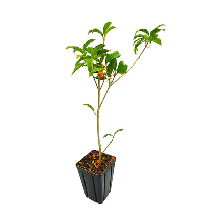 Osmanthus (syn. Olea) fragrans - odorous osmanthus (Square vase 9x9x13 cm)