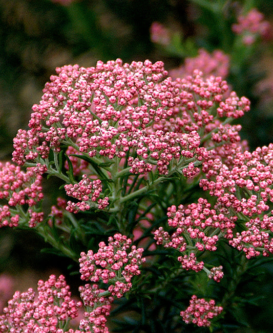 Ozothamnus rosmarinifolius -  Fiore di Riso (Vaso 15 cm)