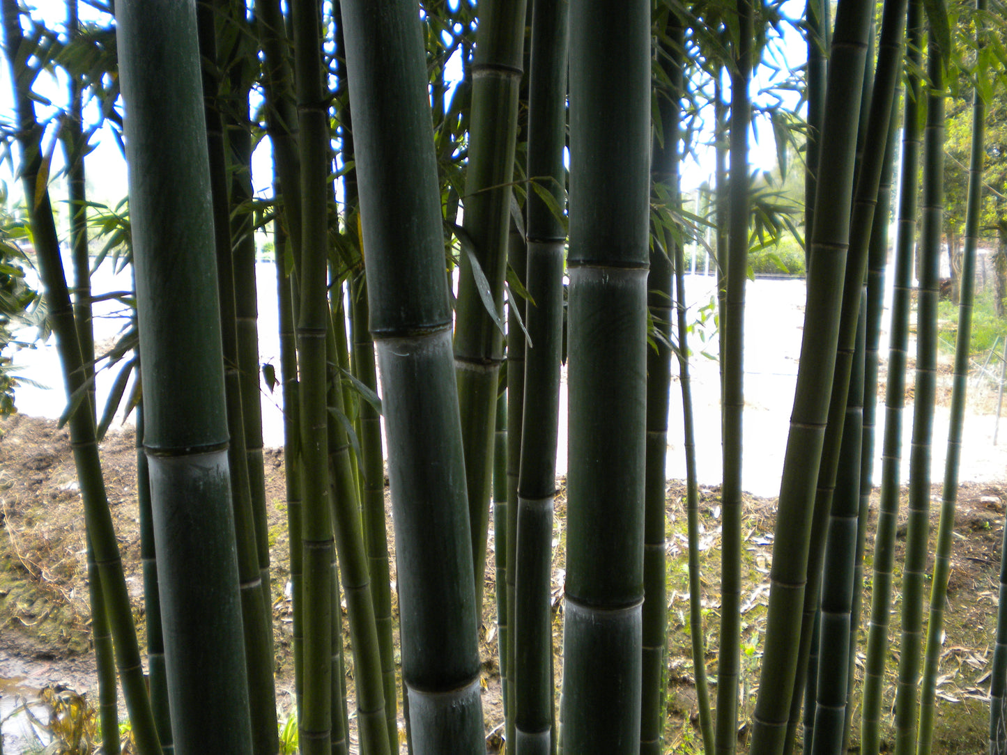 Phyllostachys viridis var. mitis - giant bamboo (Pot 24 cm)