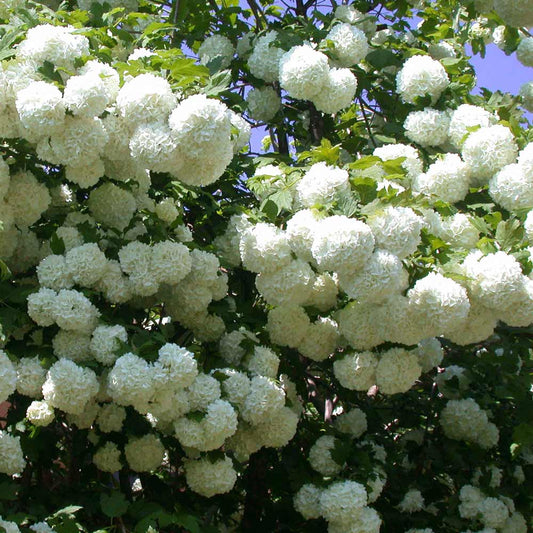 Viburnum opulus cv. "roseum" - pallon di maggio (Vaso quadro 7x7x8 cm)