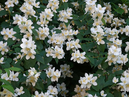 Philadelphus coronarius - angel flower (Square vase 9x9x20 cm)