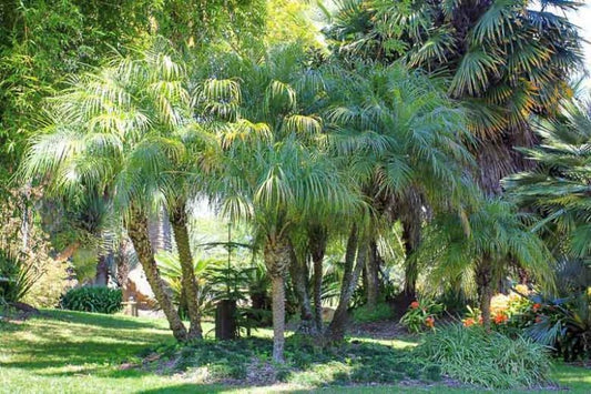 Phoenix roebelenii - dwarf date palm (100 seeds)