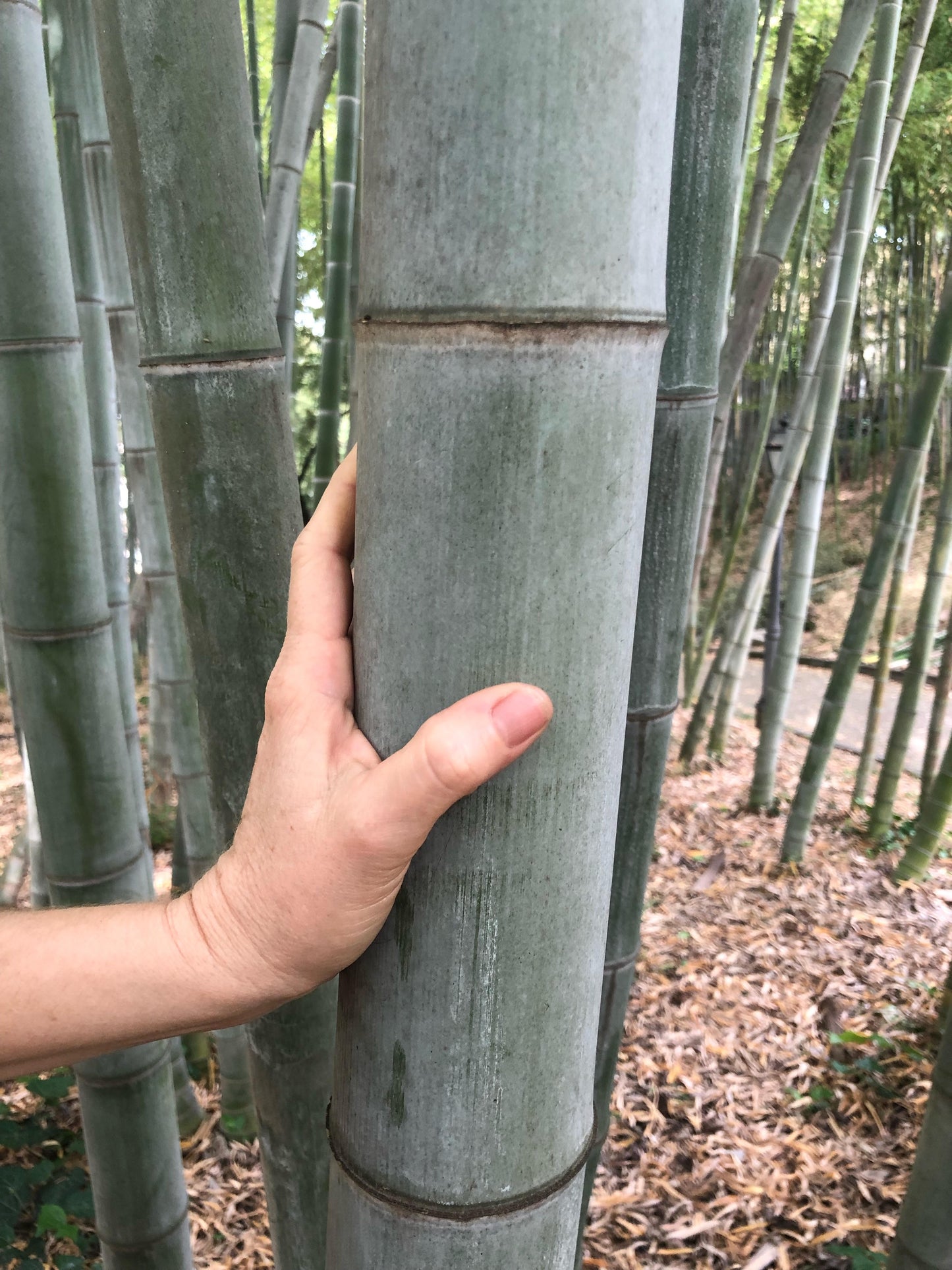 Phyllostachys edulis (sin. pubescens) - moso bamboo gigante (Vaso 18 cm)