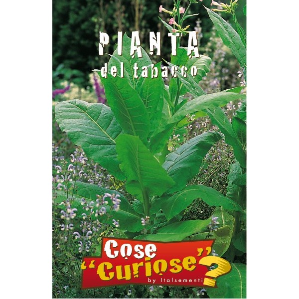 Nicotiana tabacum - tabacco (1 confezione di semi)