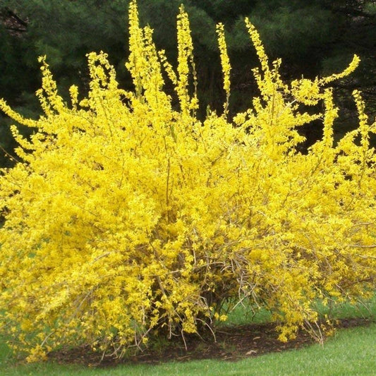Forsythia viridissima - forsizia (Alveolo forestale)