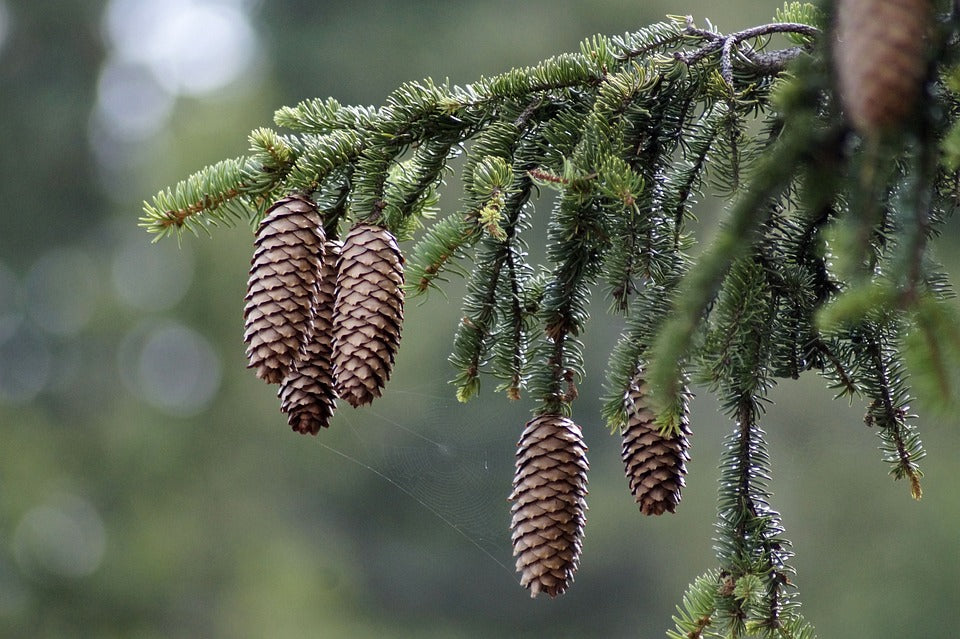 Picea abies - spruce, spruce (Square vase 12x12x20 cm)